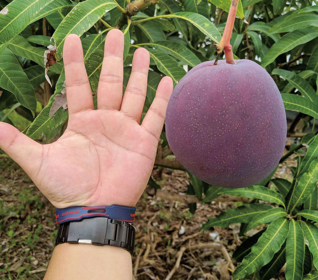 手のひらとマンゴー