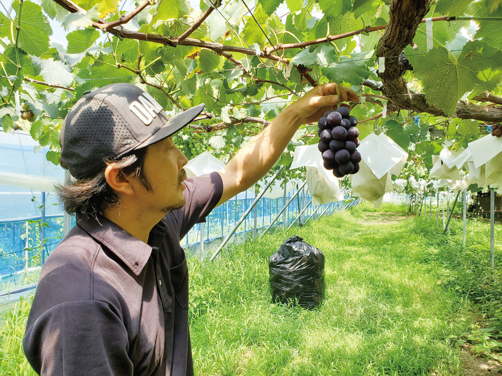 岡田農園さん