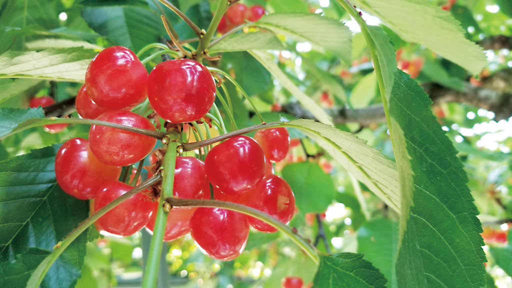 沢山実る佐藤錦