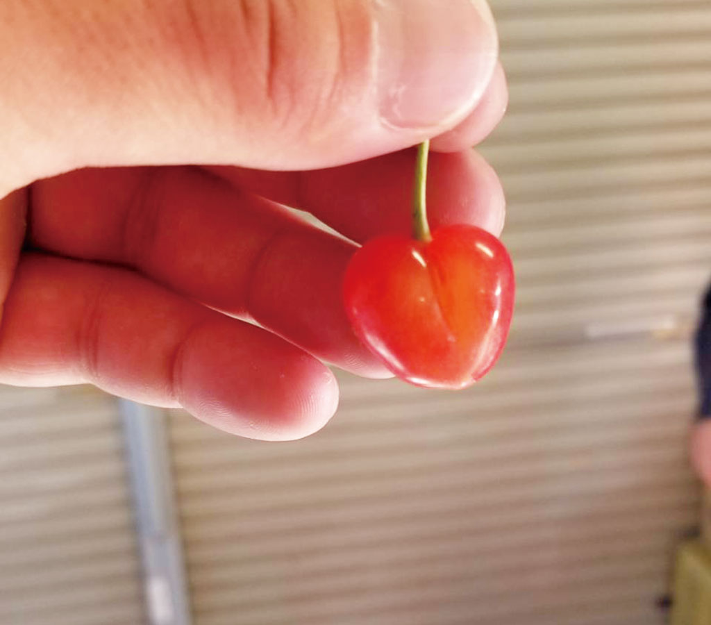 ハートさくらんぼ