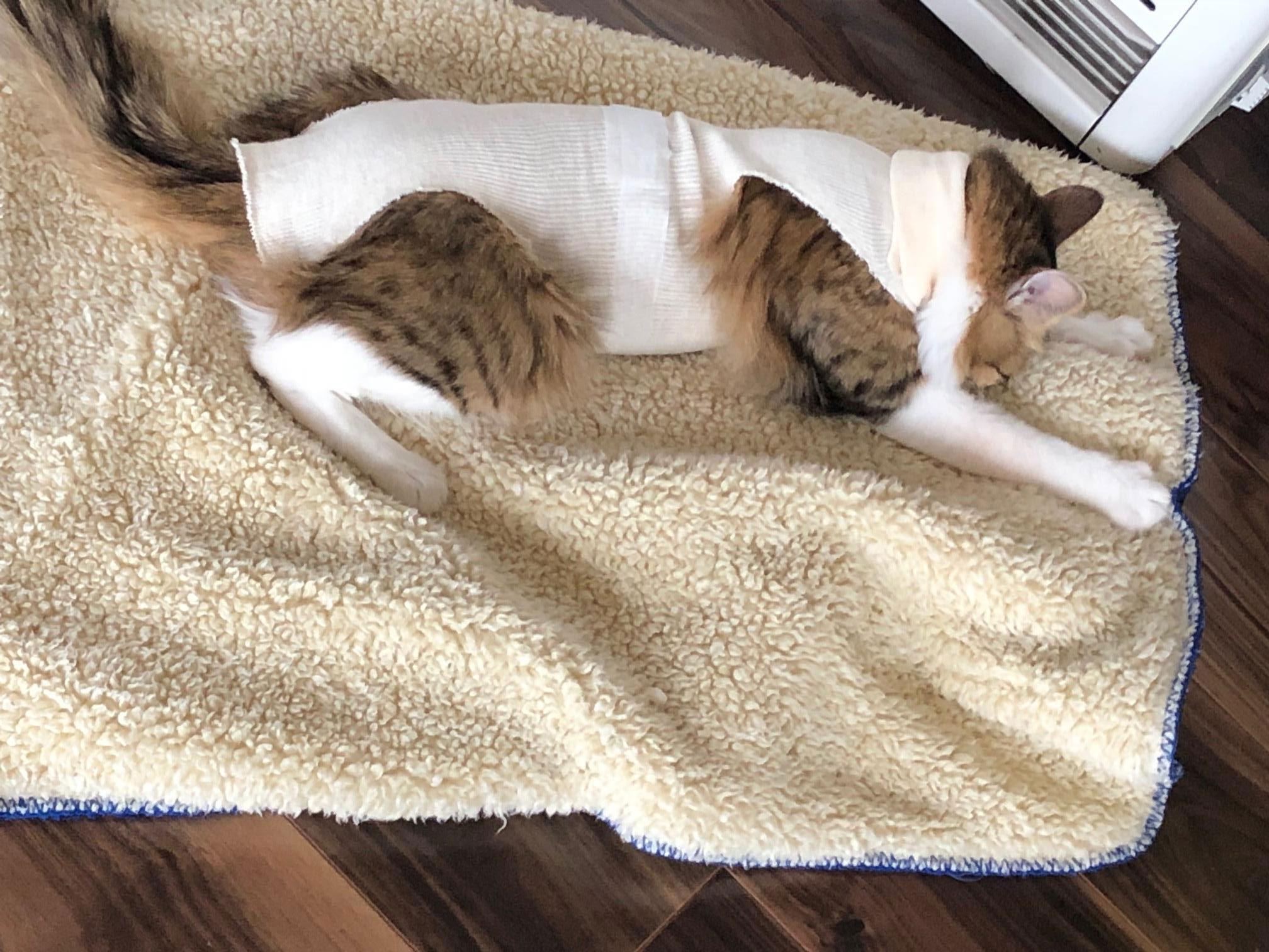 我が家のブーちゃんが少しいとおしくなった日