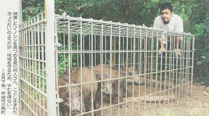 二頭の猪がダムに落ちたニュース