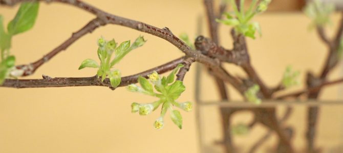 りんごの花を南国で楽しむ