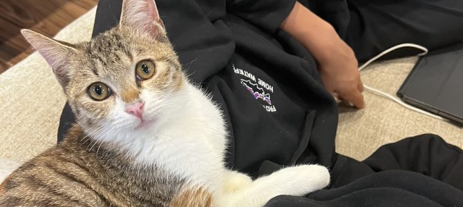 3匹目の猫ちゃんが仲間入りしました
