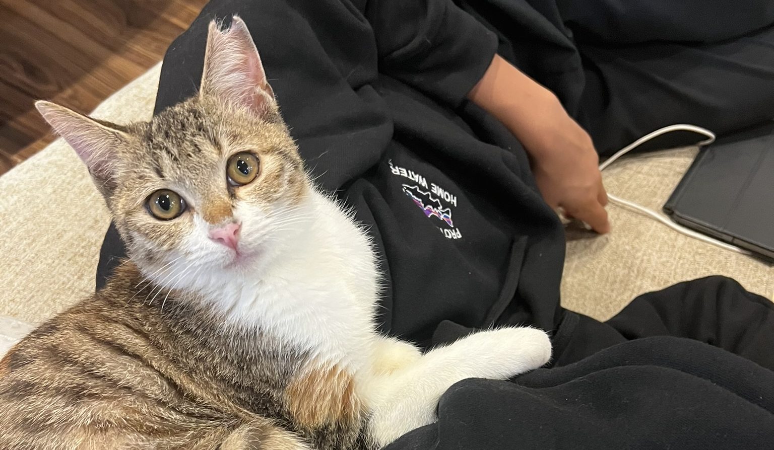 3匹目の猫ちゃんが仲間入りしました