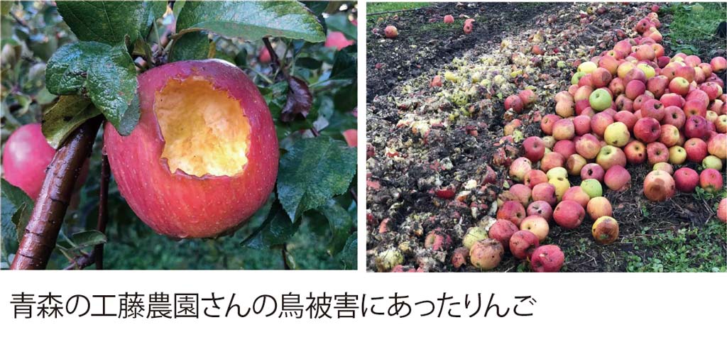鳥被害にあった青森のりんご