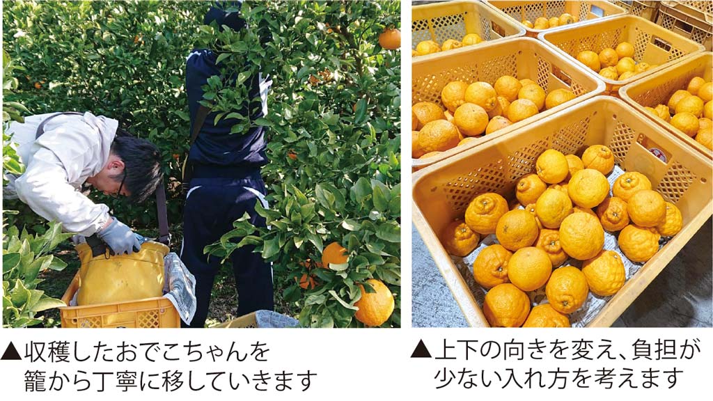 収穫したおでこちゃんをコンテナへ慎重に移していきます