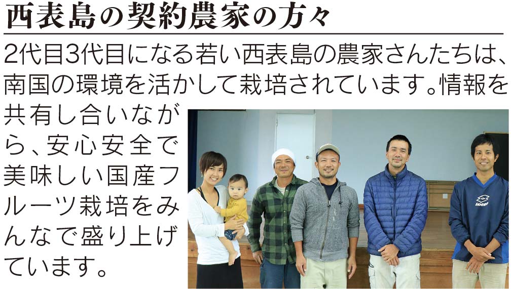 パイナップル畑
